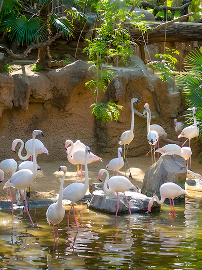 Flamingos wading in a pond at Bioparc Fuengirola, surrounded by lush greenery.