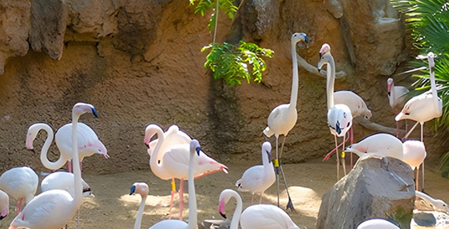 Bioparc Fuengirola