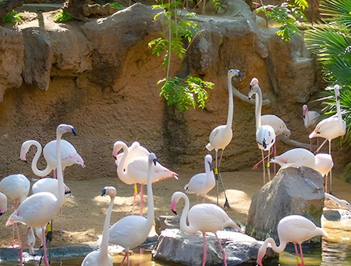 Flamingos wading in a pond at Bioparc Fuengirola, surrounded by lush greenery.