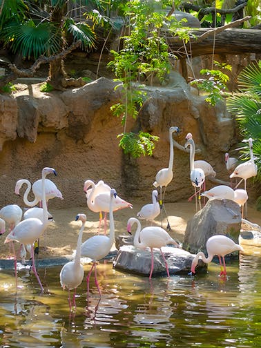Bioparc Fuengirola