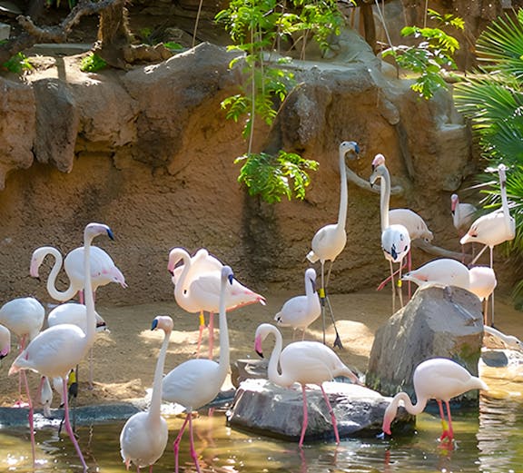 Flamingos wading in a pond at Bioparc Fuengirola, surrounded by lush greenery.
