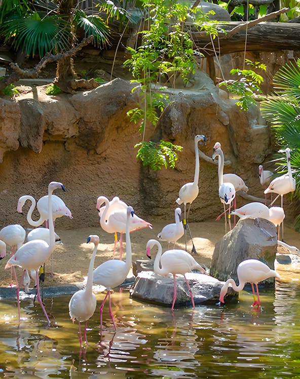 Flamingos wading in a pond at Bioparc Fuengirola, surrounded by lush greenery.