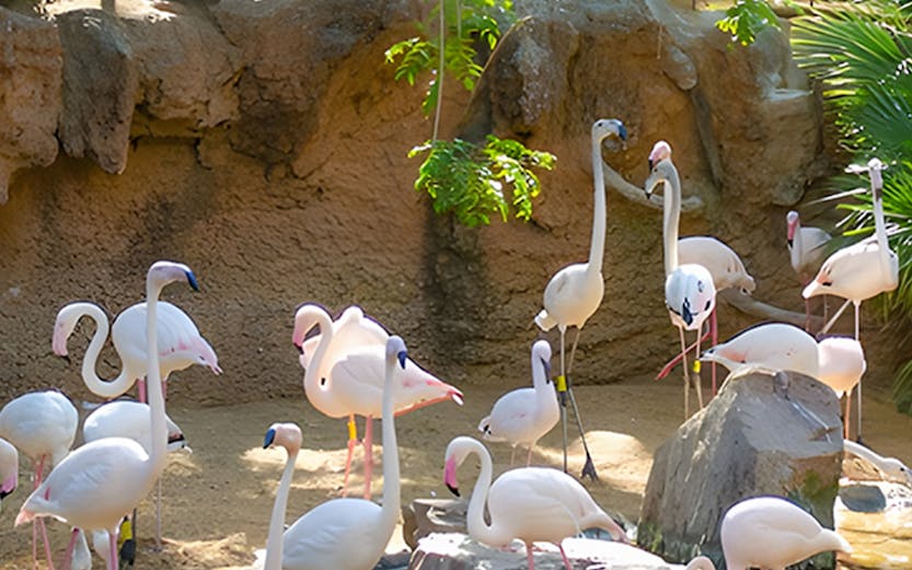 Flamingos wading in a pond at Bioparc Fuengirola, surrounded by lush greenery.