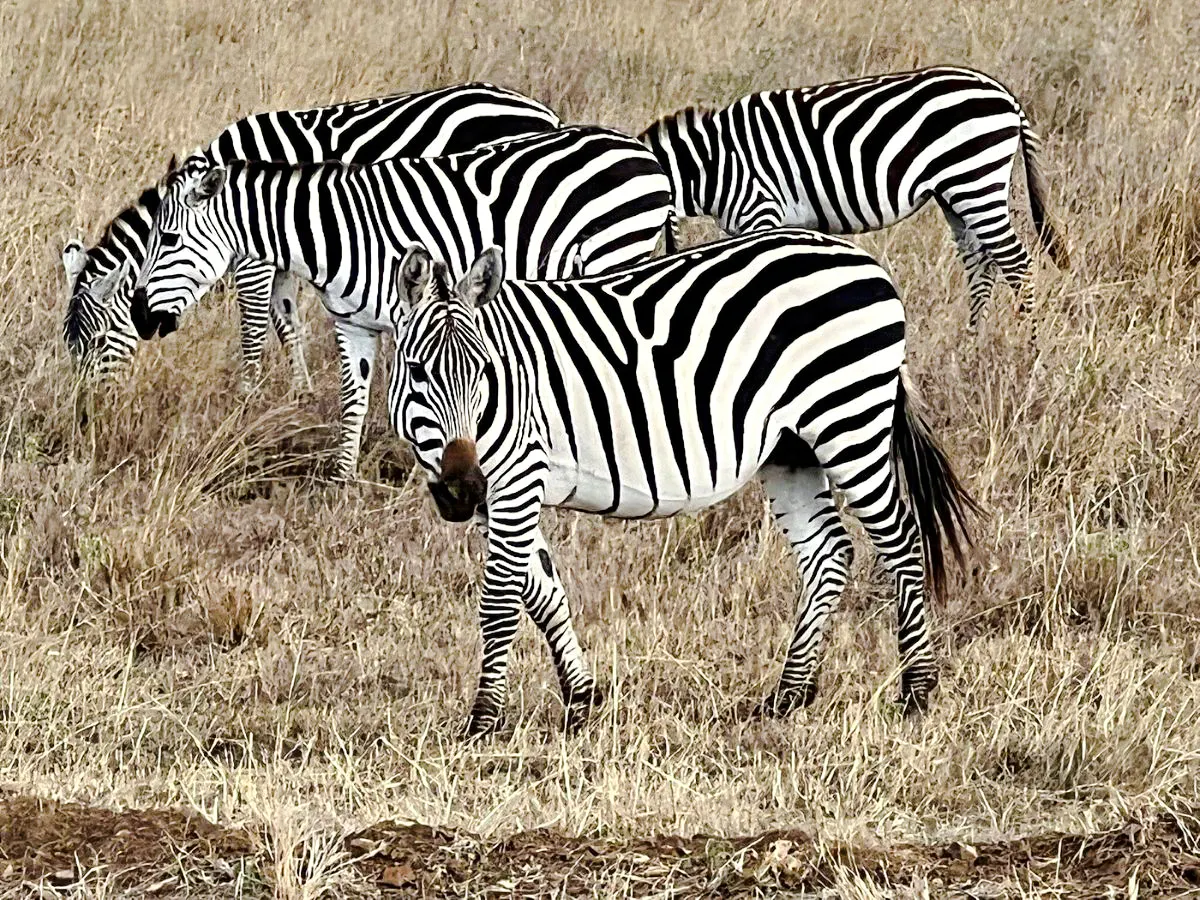 Zebras grazing in Masai Mara during a 4-day private safari from Nairobi.