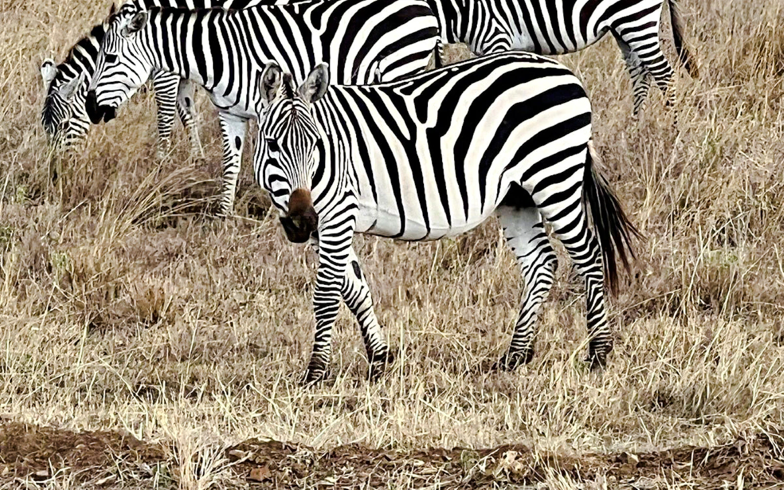From Nairobi: 4-Day Maasai Mara & Lake Nakuru Private Safari (Product 56674)