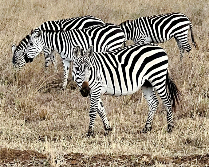 From Nairobi: 4-Day Maasai Mara & Lake Nakuru Private Safari (Product 56674)