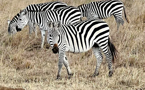 Zebras grazing in Masai Mara during a 4-day private safari from Nairobi.