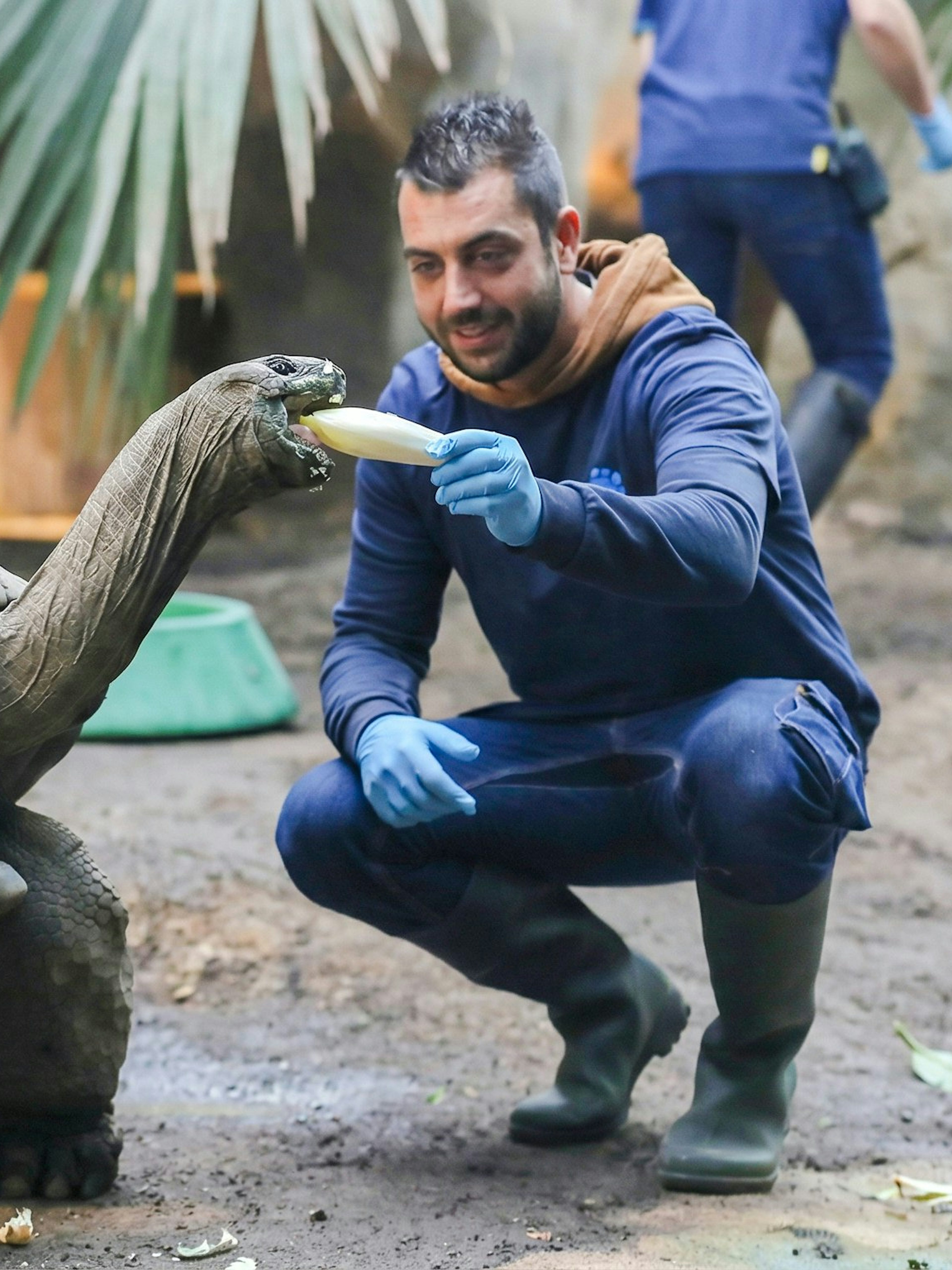 Tortoise being fed by a zookeeper at Zooparc de Beauval, Loire Valley, France.
