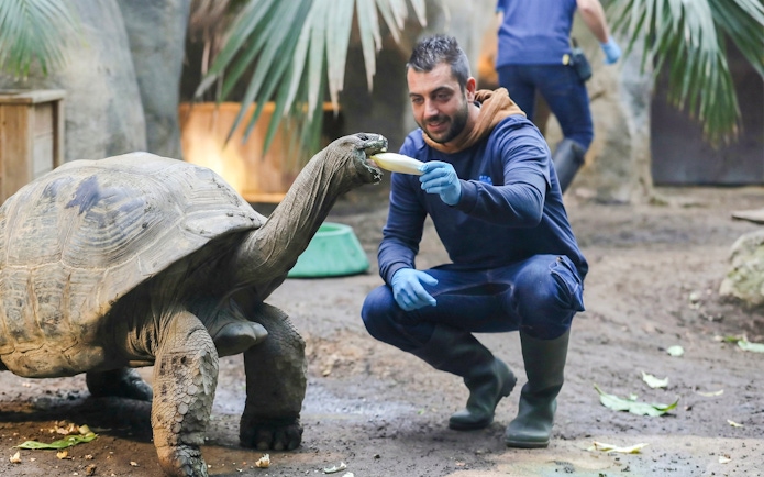 Tortoise being fed by a zookeeper at Zooparc de Beauval, Loire Valley, France.