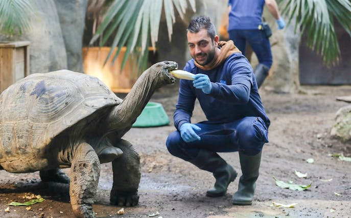 Tortoise being fed by a zookeeper at Zooparc de Beauval, Loire Valley, France.