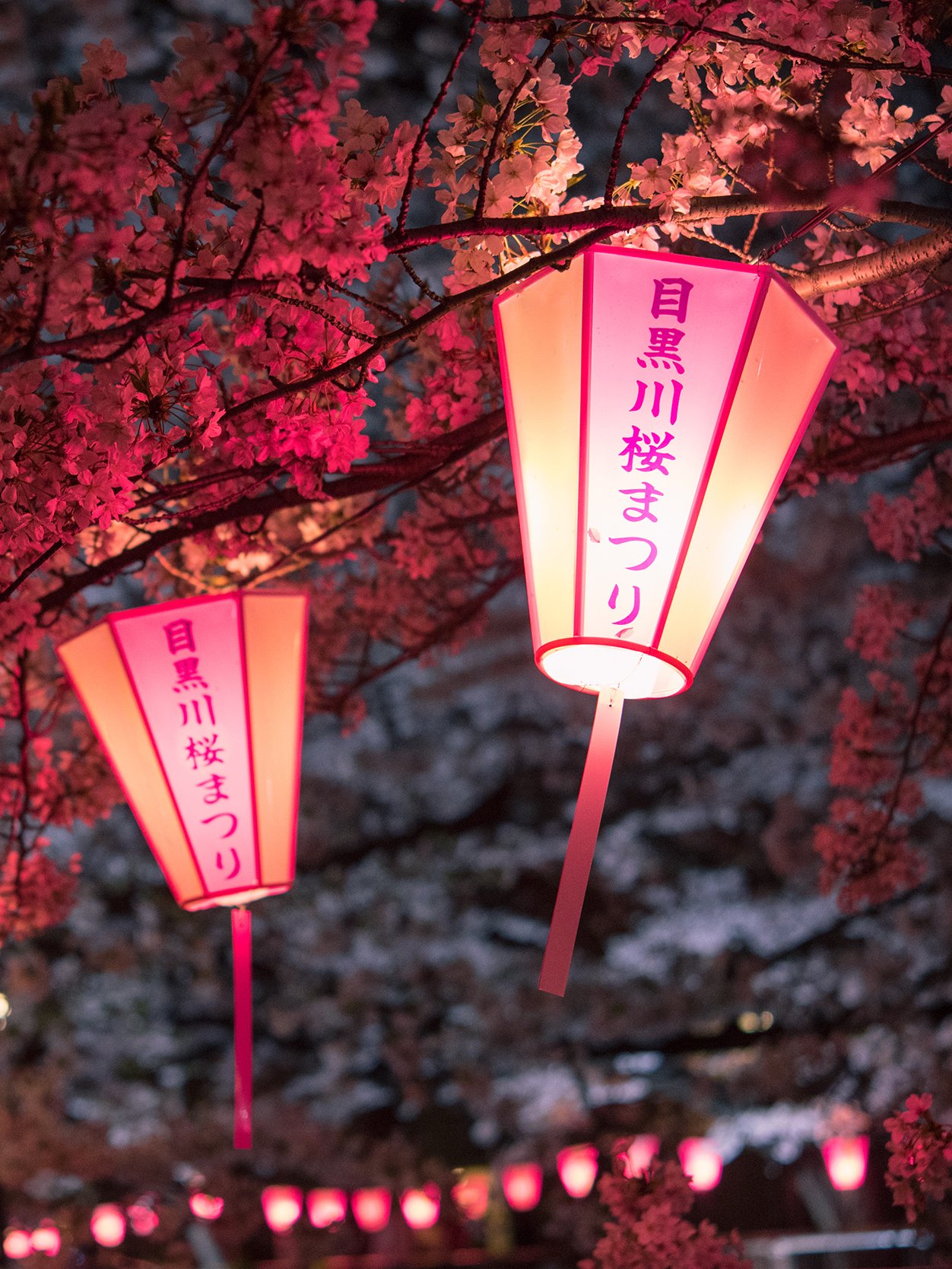 Illuminated lanterns among cherry blossoms at Japan's Cherry Blossom Festival.