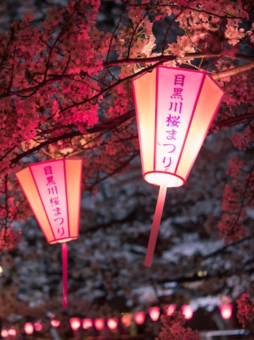 Illuminated lanterns among cherry blossoms at Japan's Cherry Blossom Festival.