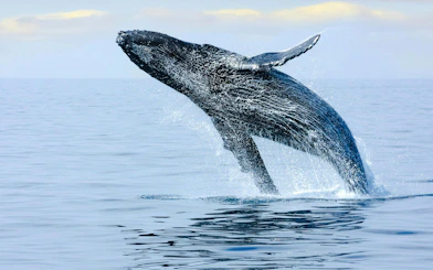 Humpback whale breaching during a whale watch sail in open ocean.