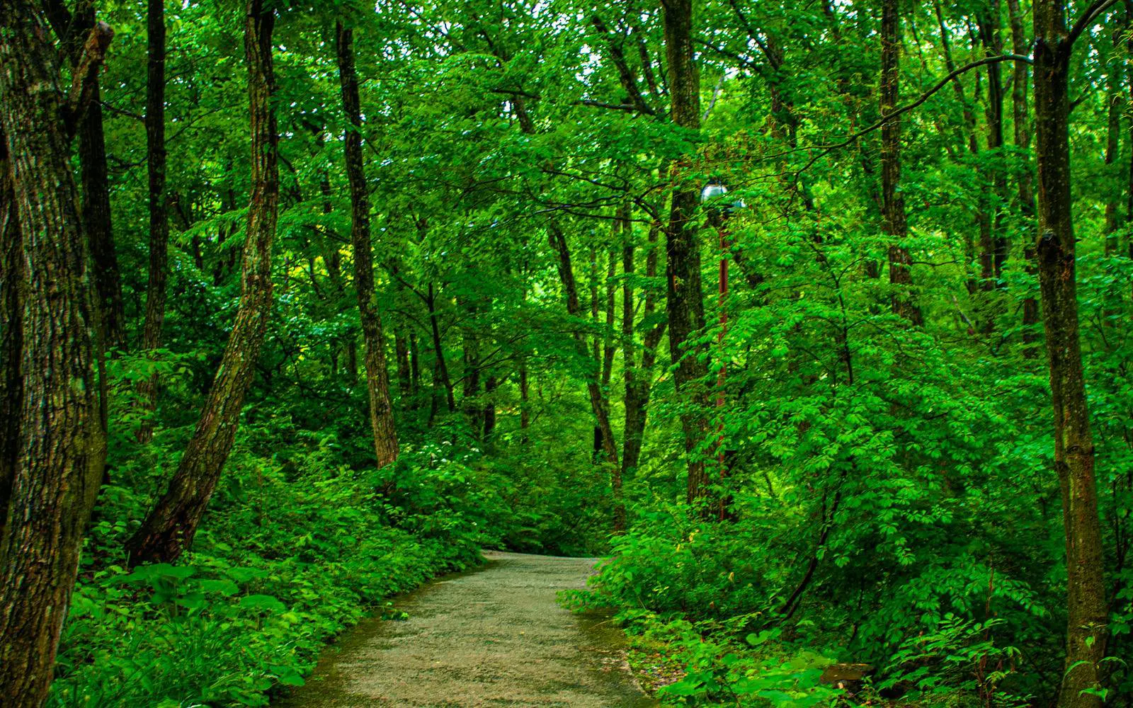 Pathway through lush forest in Tajima Highland Botanical Garden, Hyogo Prefecture.