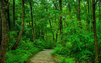 Pathway through lush forest in Tajima Highland Botanical Garden, Hyogo Prefecture.