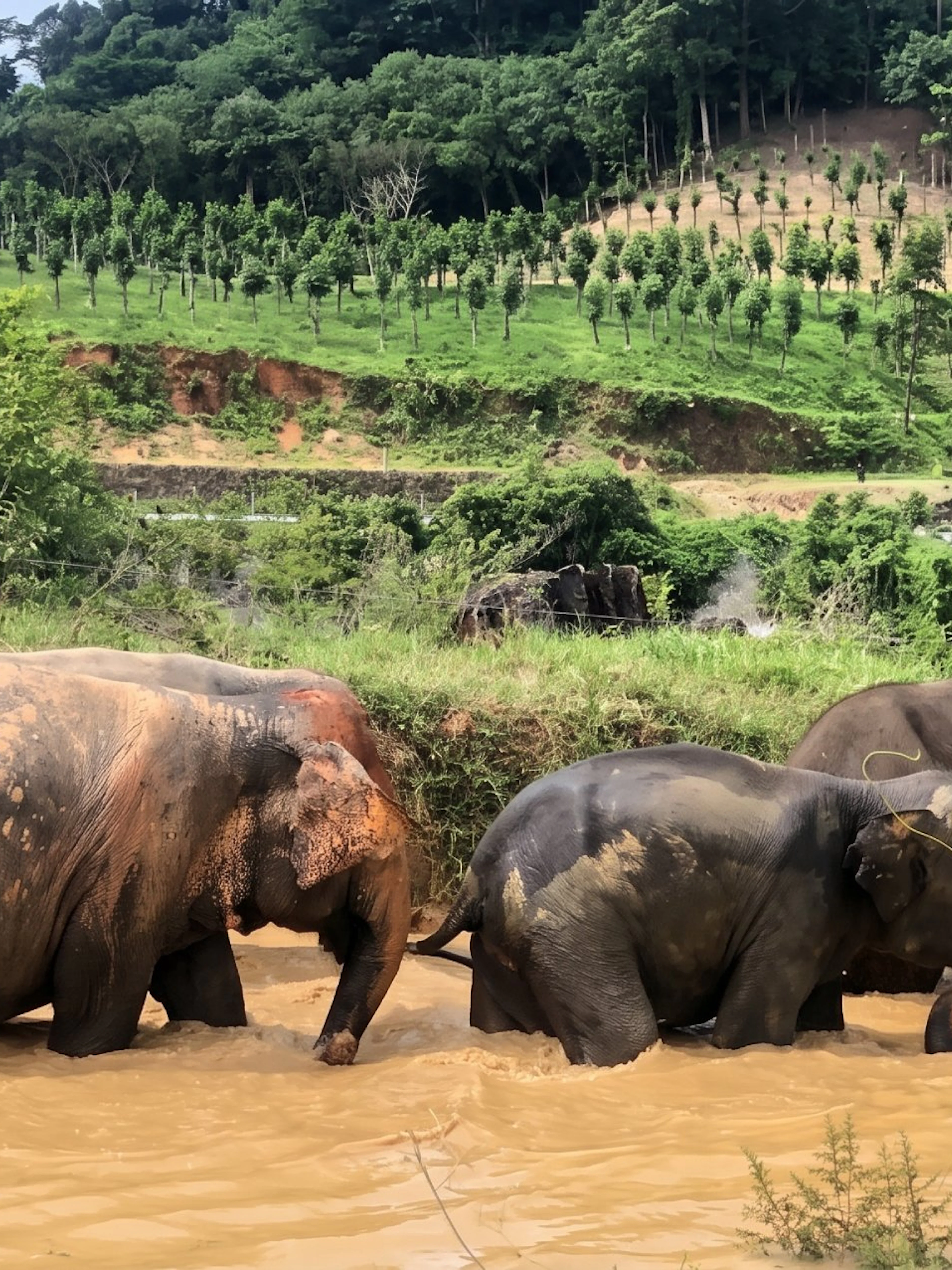 Three elephants in a muddy pond with dense vegetation and forested hill in the background.