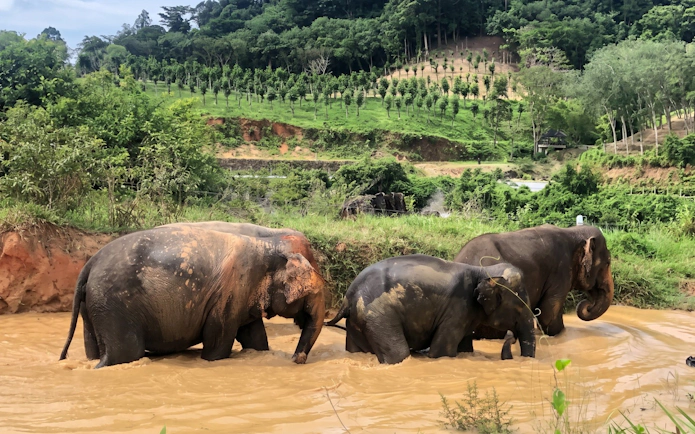 Three elephants in a muddy pond with dense vegetation and forested hill in the background.