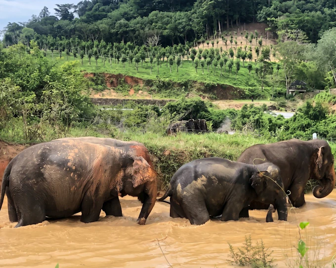 Phuket 2-Hour Ethical Elephant Nature Park Visit