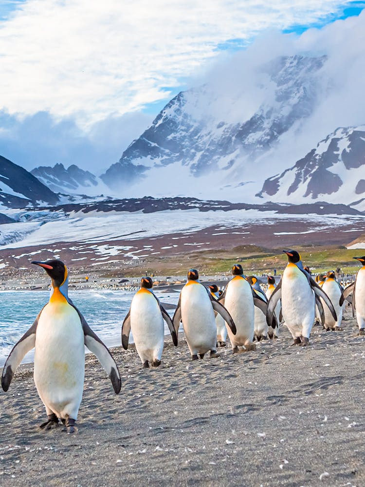 South Georgia Island - penguins