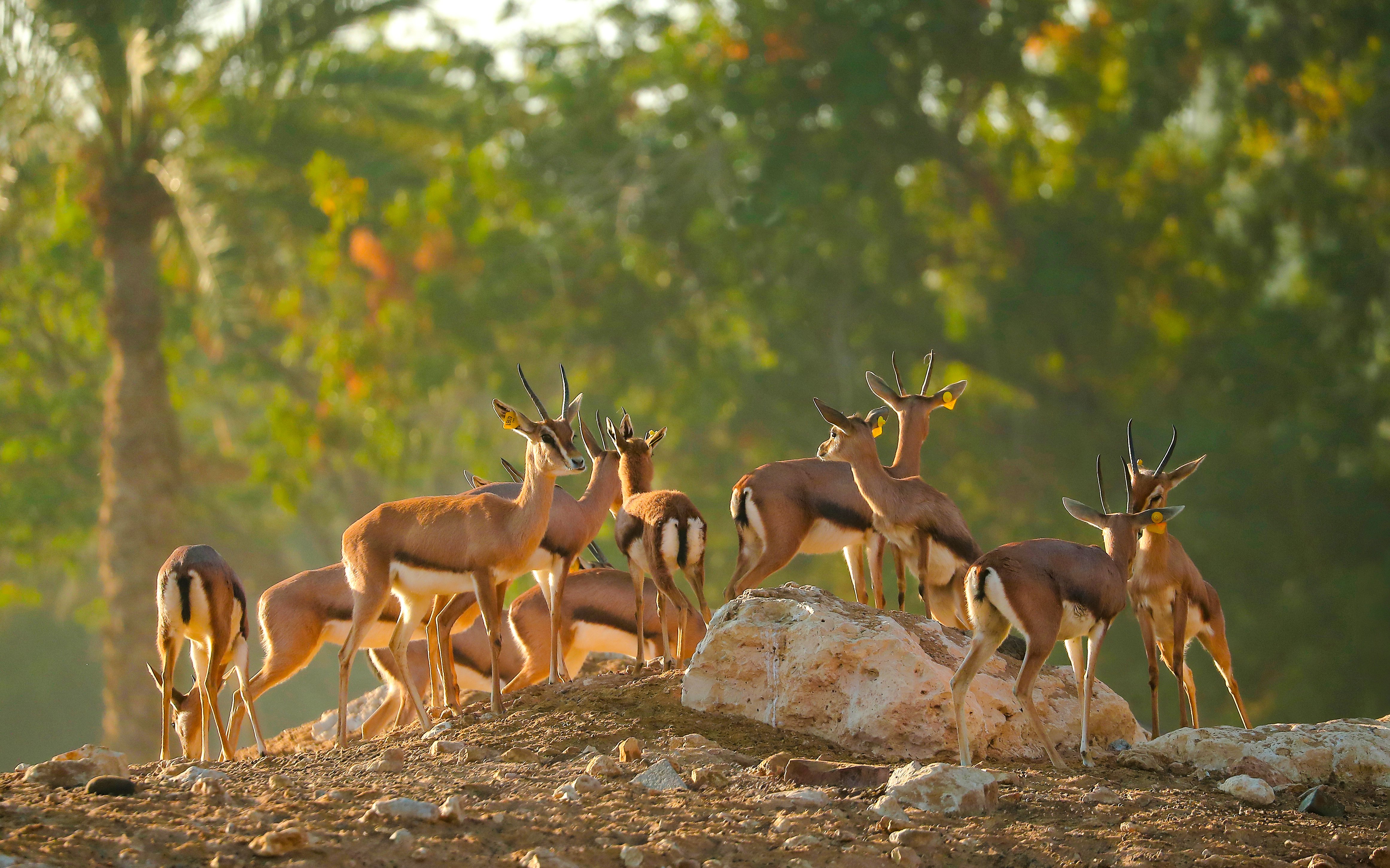 Gazelles gathered on rocky terrain at Al Ain Zoo.