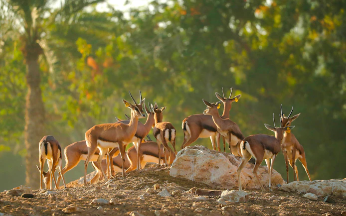 Gazelles gathered on rocky terrain at Al Ain Zoo.