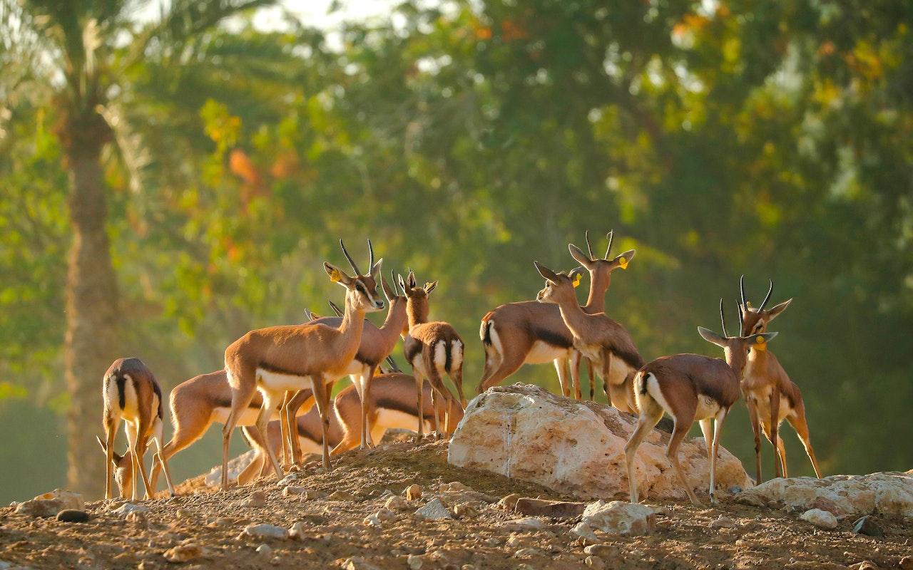 Biglietti per lo zoo di Al Ain — 9