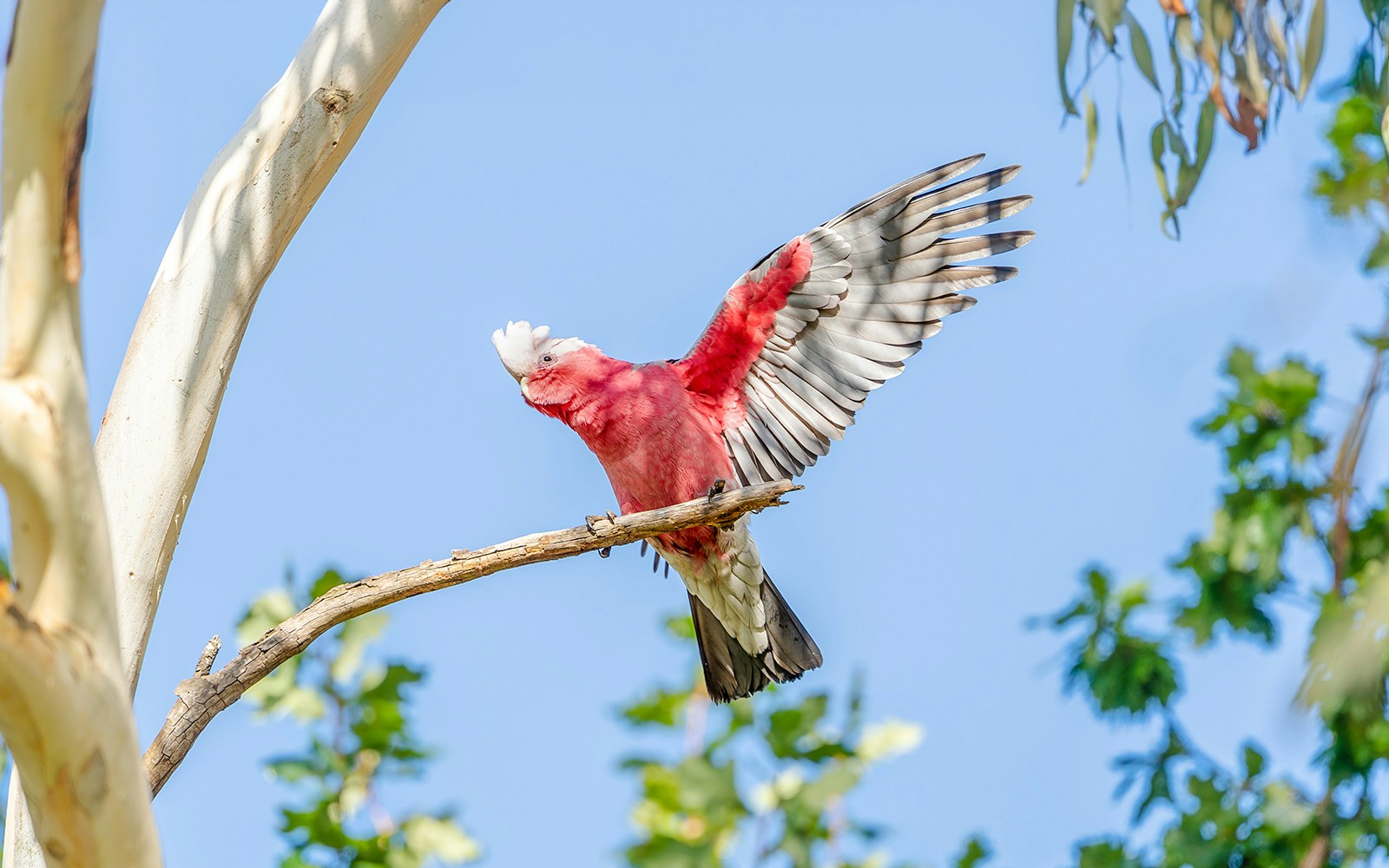 Galah bird landing on a tree branch in Australia.