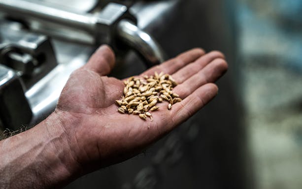 Hand holding malted barley at a distillery in Tasmania.