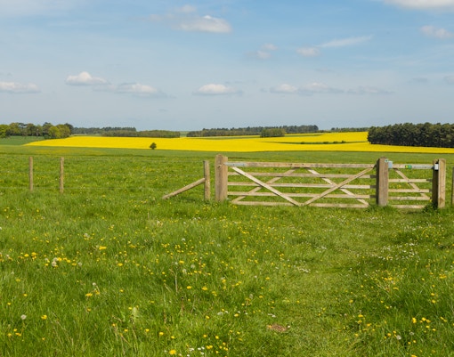Field with wooden gate and yellow rapeseed flowers near Amesbury.