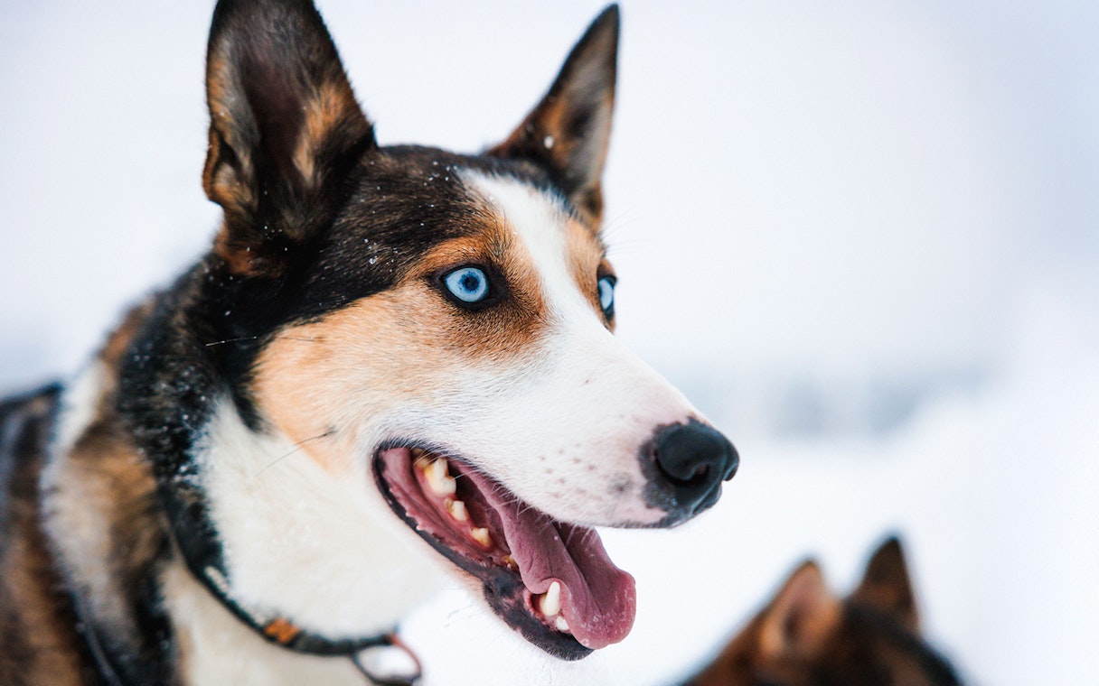 Husky with blue eyes in snowy Lapland.