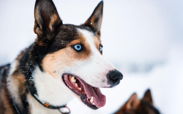 Husky with blue eyes in snowy Lapland.