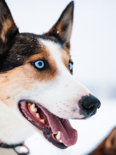 Husky with blue eyes in snowy Lapland.