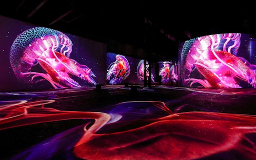 phoenix des lumières: wunderwelt ozean – ein immersiver tauchgang-2