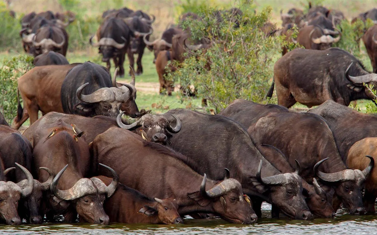 Kruger National Park Guided Safari in Open Vehicle with Hotel Transfers Image 10