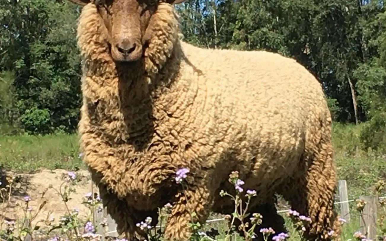 Sheep in a grassy field during a guided animal encounter in Brisbane.