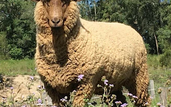 Sheep in a grassy field during a guided animal encounter in Brisbane.