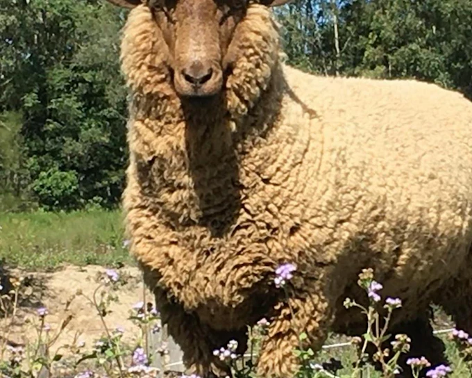 Premium Small-Group Animal Experience with Guided Encounters, Horse Riding, and VIP Area Access