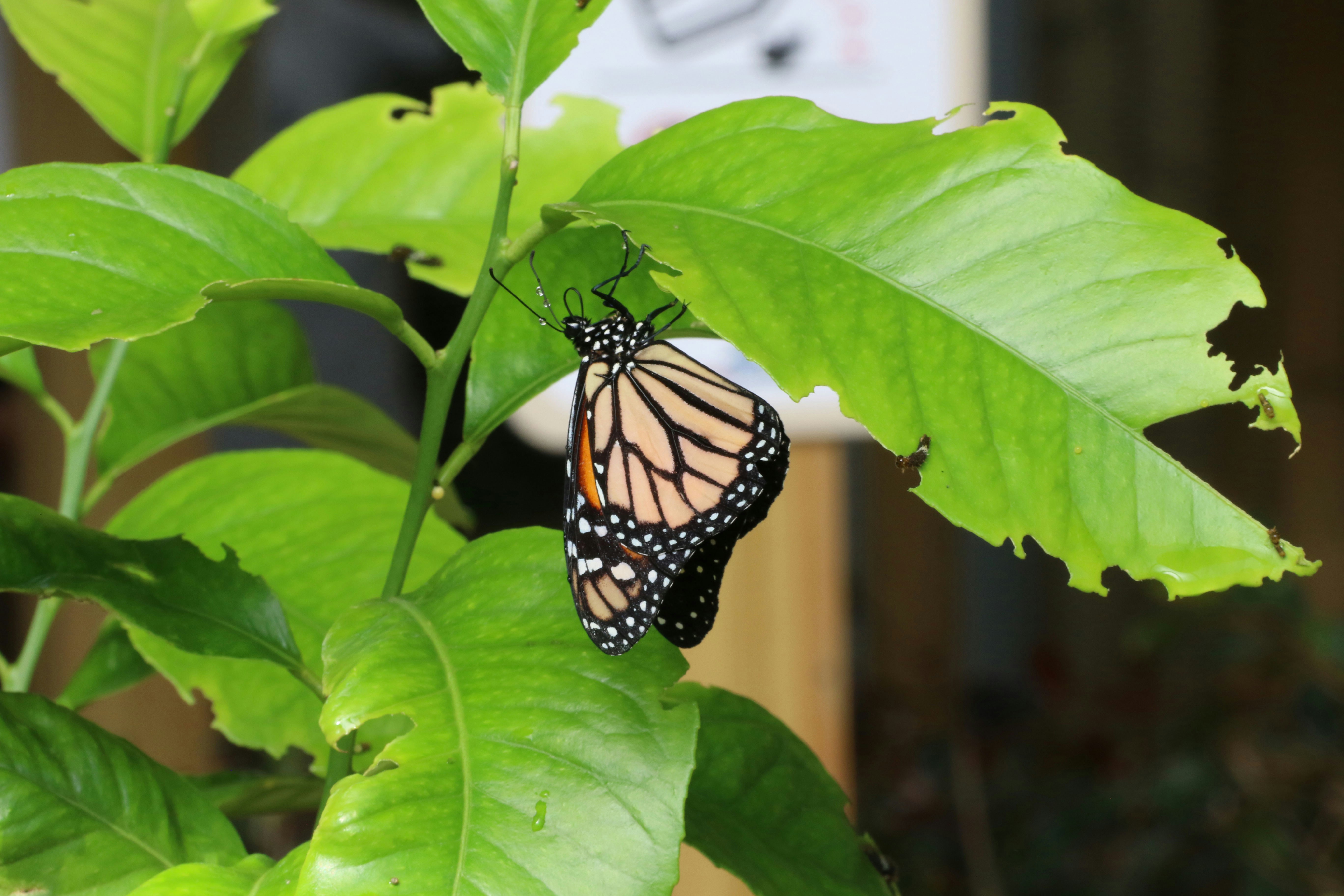 butterfly garden bronx zoo