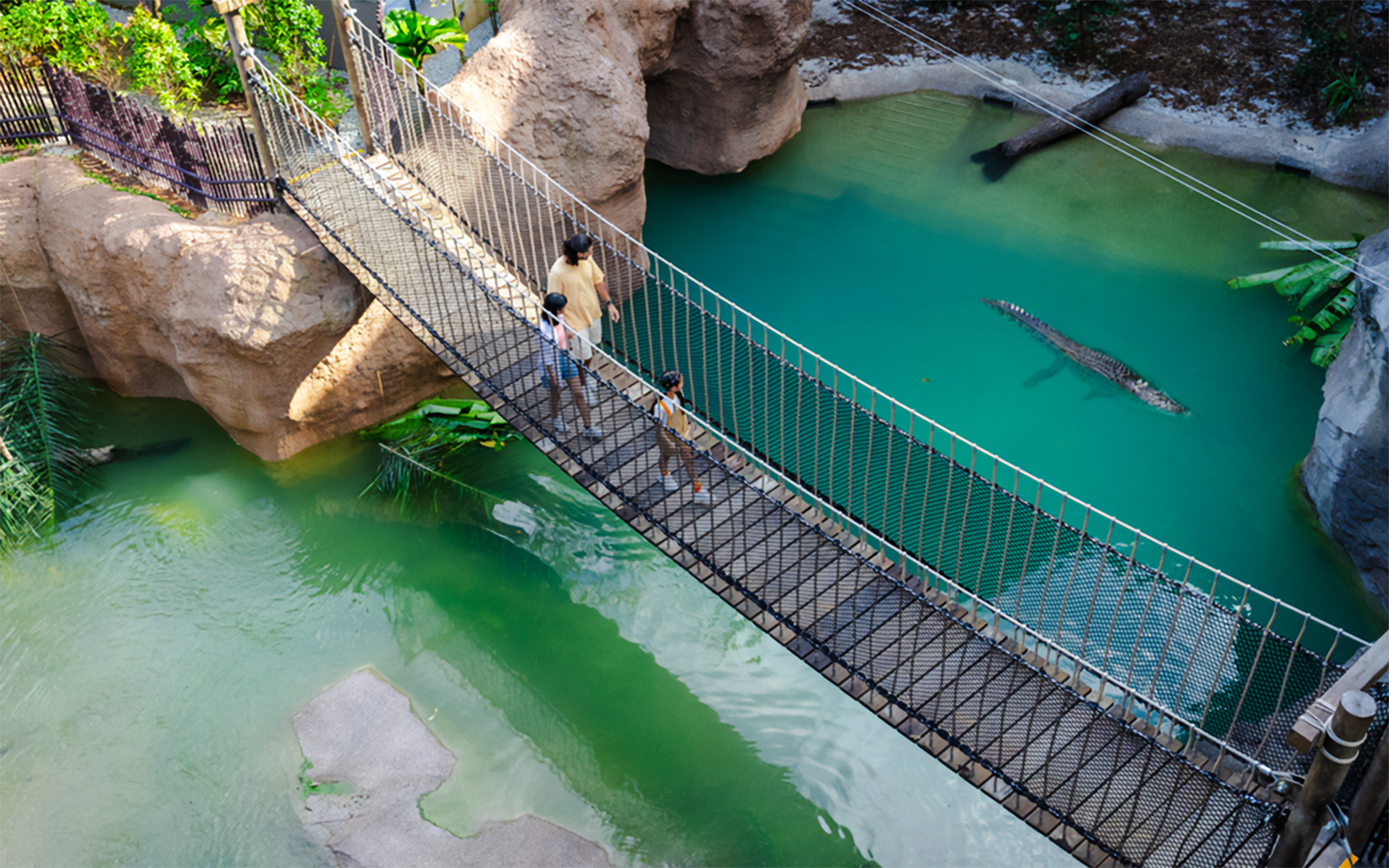 People crossing a suspension bridge over a crocodile in a turquoise water enclosure.