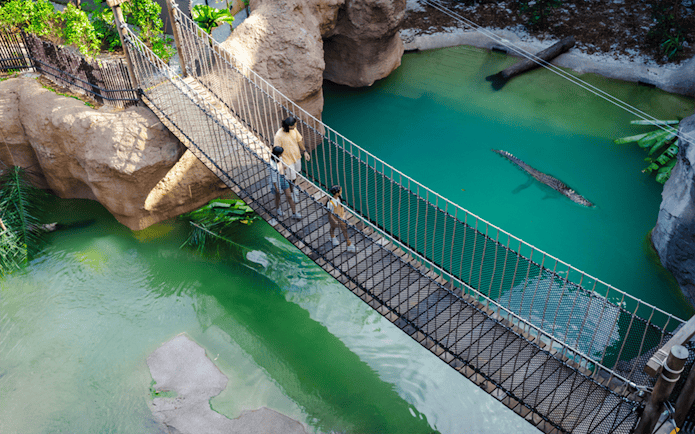 People crossing a suspension bridge over a crocodile in a turquoise water enclosure.