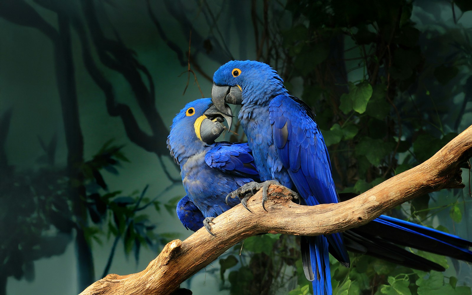 Blue hyacinth macaws perched on a branch at Barcelona Zoo.