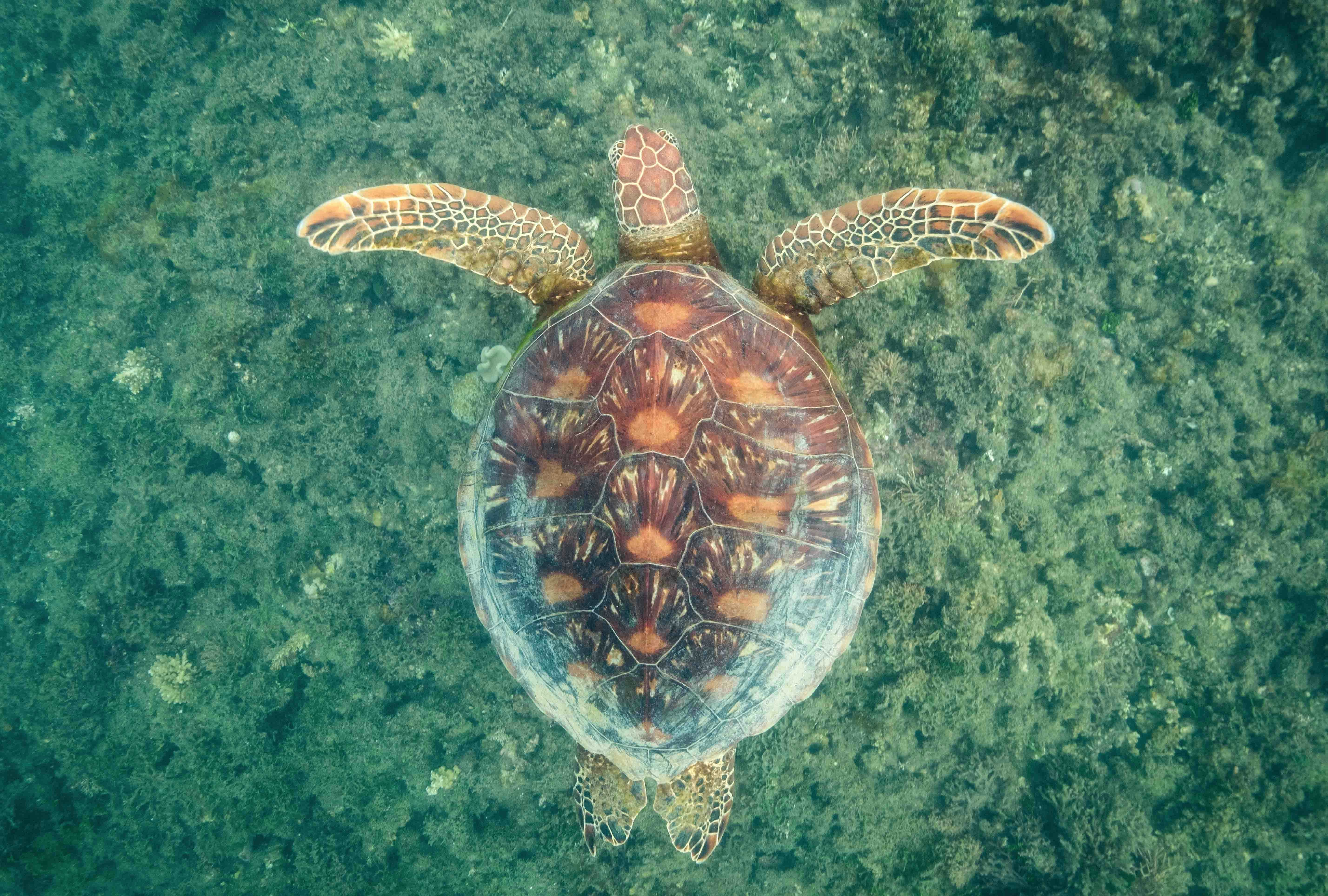 Turtle Rehabilitation Centre