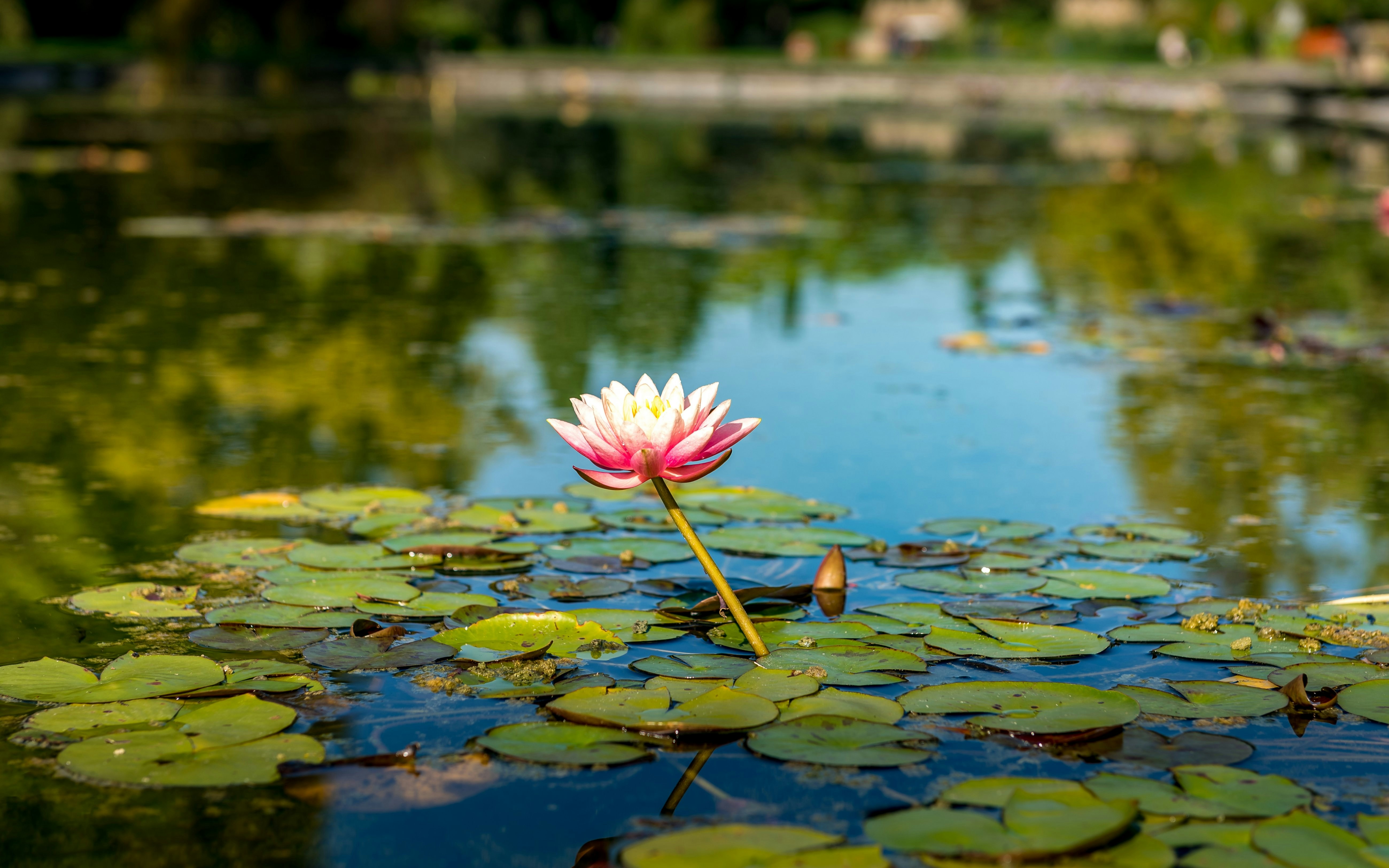 Water lily on pond in Sigurtà Garden, Italy.