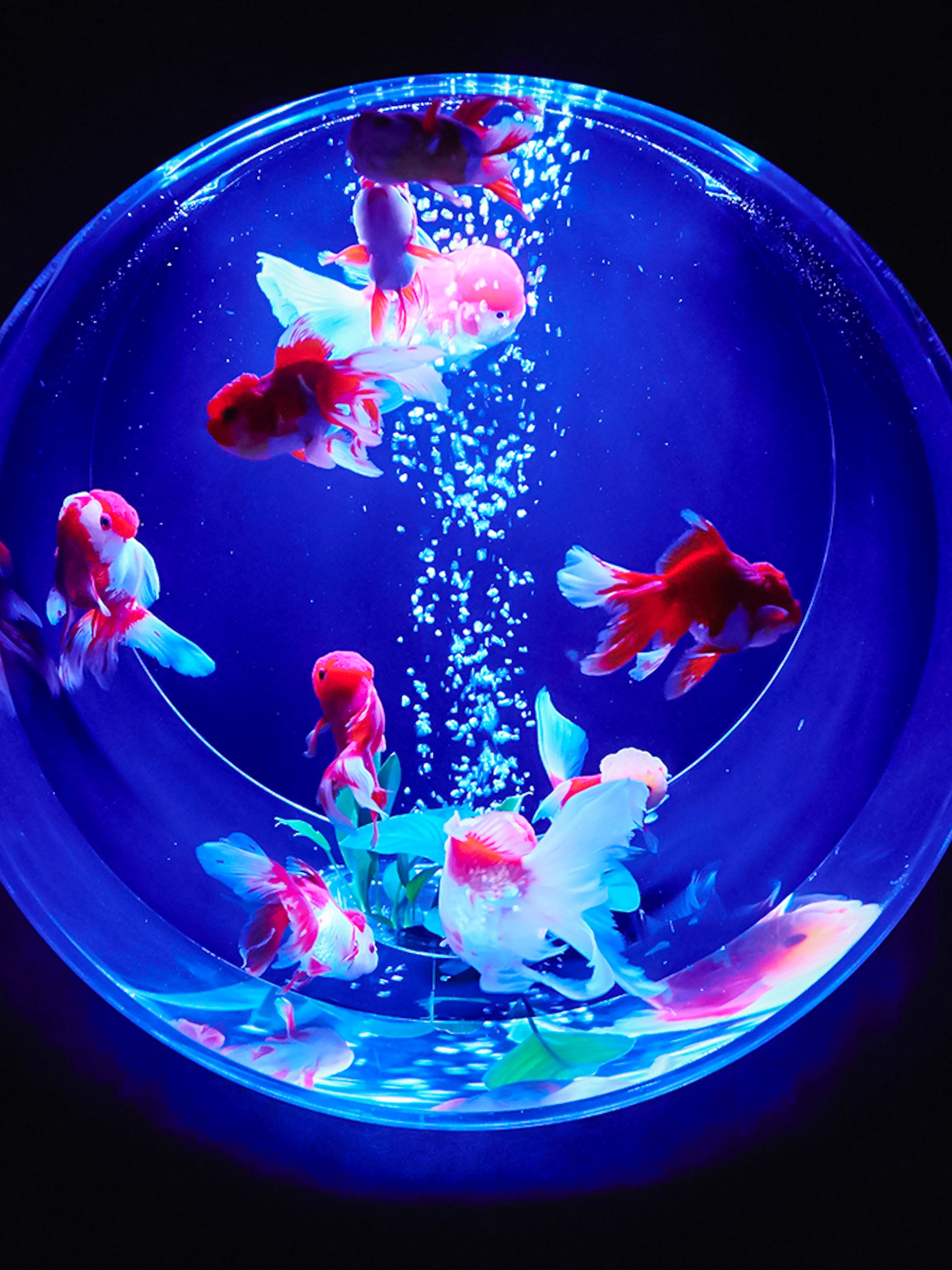 Goldfish swimming in a round bowl with deep blue lighting.