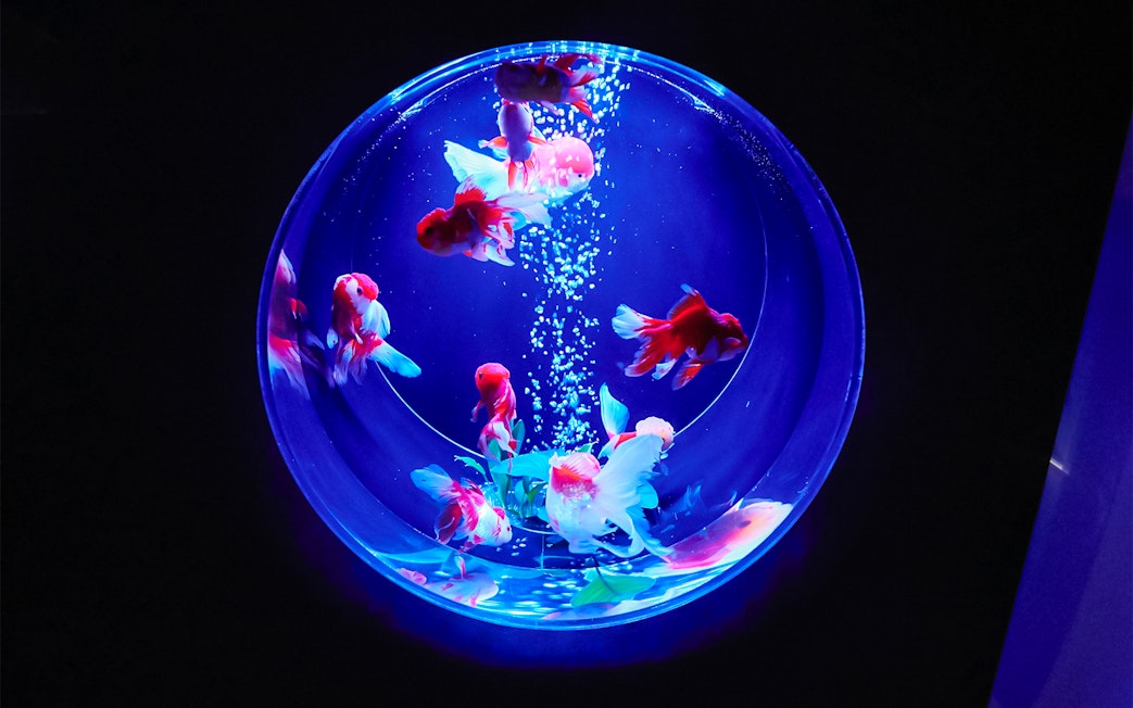 Goldfish swimming in a round bowl with deep blue lighting.