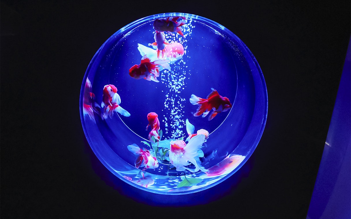 Goldfish swimming in a round bowl with deep blue lighting.