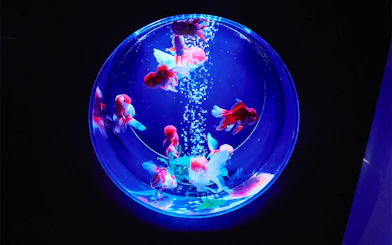 Goldfish swimming in a round bowl with deep blue lighting.