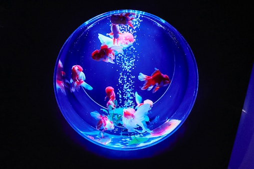 Art Aquarium Museum Ginza Tickets