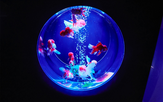 Goldfish swimming in a round bowl with deep blue lighting.