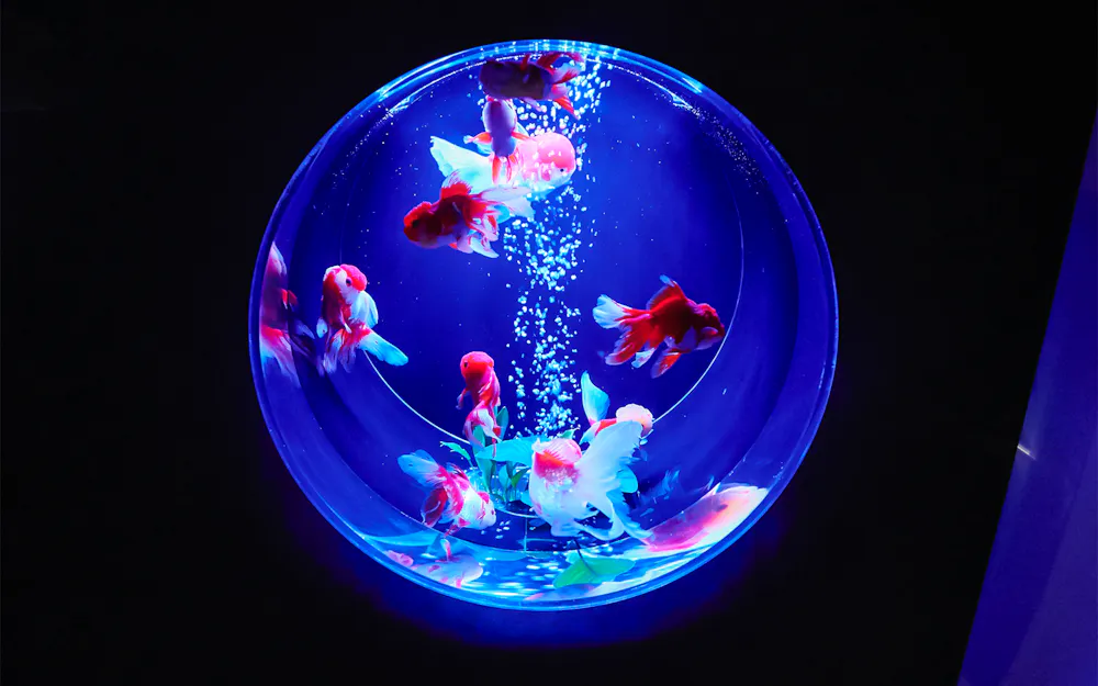 Biglietti per l'Art Aquarium Museum Ginza
